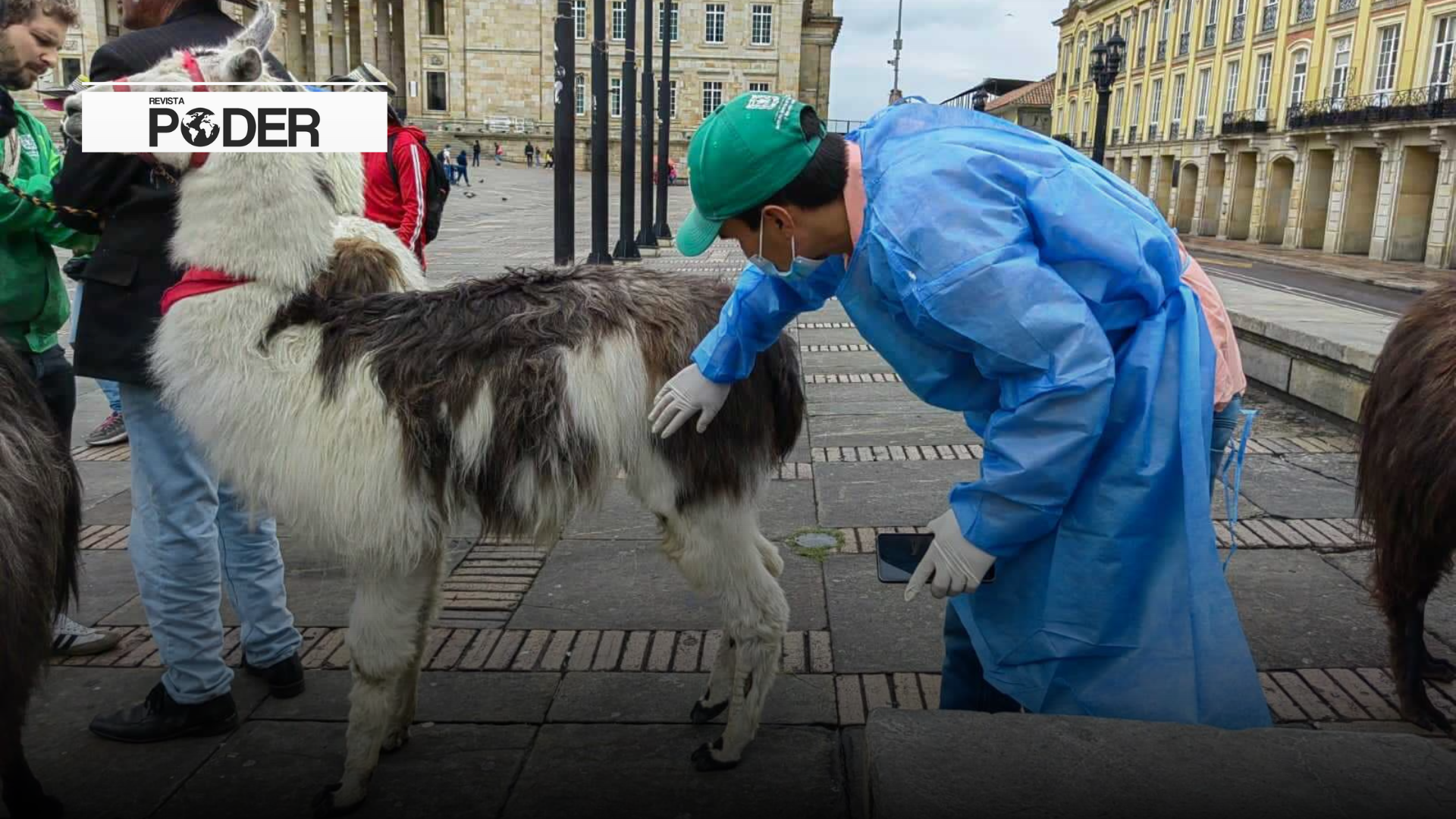 ¡Se prohíbe el uso de llamas como atractivo turístico!